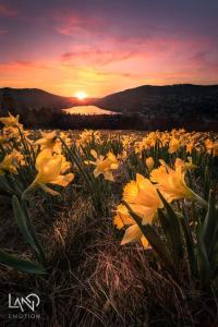 un campo de flores amarillas con la puesta de sol en el fondo en Les feignes cerfdoré en La Bresse