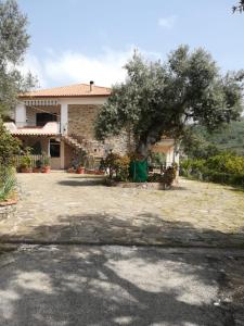 a house with a tree in front of it at IL CONTE DI MARRAONE in Agnone