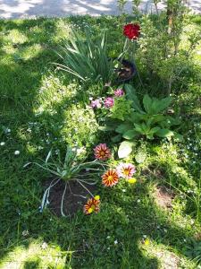 Giardino di Guesthouse Luka