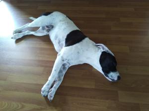 a black and white dog laying on the floor at Cosy, self-contained and central to everywhere in Gold Coast