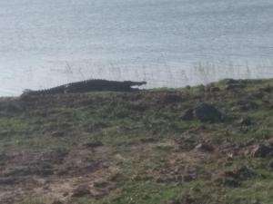 a wolf laying on a hill next to the ocean at Amawin Resort in Hambantota