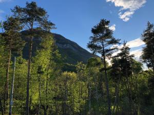 a group of trees with a mountain in the background at Hotel Adler in Menaggio