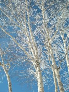 two trees covered in snow in front of a blue sky at Lodge Matsuya in Nozawa Onsen