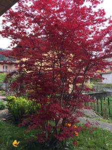 a tree with red leaves in a garden at Villa Romeo - Acero Rosso in Rovetta