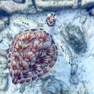 Fotografie z fotogalerie ubytování Ocean Tally v destinaci Upper Bogue