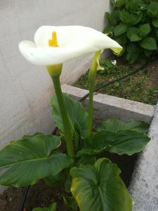 Zahrada ubytování Apartmani Mataija