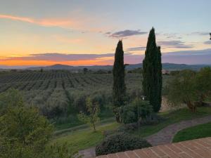 a view of a vineyard at sunset with cypress trees at Villa Preselle Country Resort in Preselle