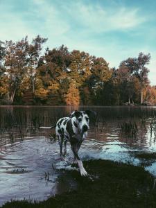 un perro parado en un cuerpo de agua en Las Casuarinas del Rio Capitan en Tigre