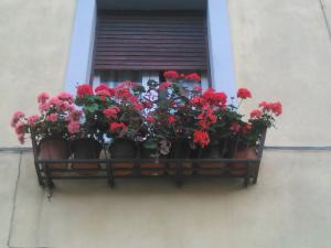 a window box with red flowers on a window sill at La casa dei Fiori in Vetralla