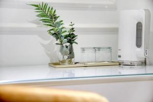 a plant in a vase on a counter next to a coffee maker at Club boutique rooms in Split