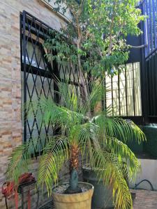 a palm tree in a large pot next to a building at Casa Leon Guesthouse in San José