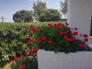 a white wall with red flowers in a garden at La Marina Bay in Vieste