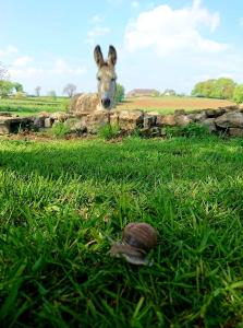 Ein Esel und eine Schnecke im Gras in der Nähe einer Mauer in der Unterkunft Au pied de l étang et du canal du Nivernais bazolles in Bazolles