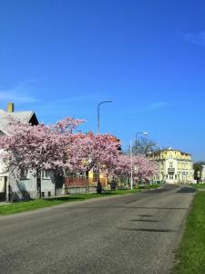 an empty street with trees with pink flowers on it at Hotel Modrá hvězda Sadská in Sadská