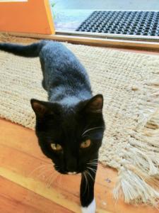 漢密爾頓的住宿－Gully hideaway apartment，一只黑白猫站在地毯上