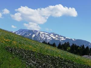 a field of flowers in front of a snow covered mountain at Gasthof Hirschen in Langenegg