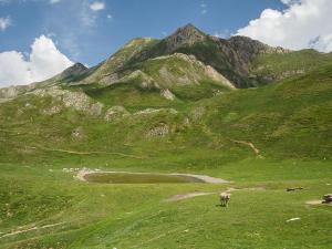 a sheep grazing on a grassy hill with a mountain at Refugi del Fornet in Alós d'Isil