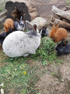 Zvieratá na farme alebo blízkom okolí