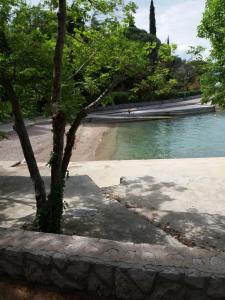 a tree sitting next to a body of water at APARTMAN KOREN in Malinska