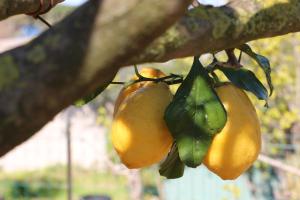 a group of oranges hanging from a tree at Hotel Al Mulino in Anacapri