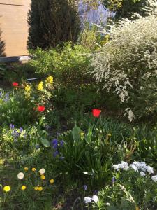 a garden with colorful flowers in a yard at 3-Zimmer Ferienwohnung Bahnhofsnähe in Fulda