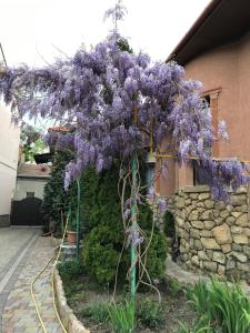 a purple wisteria tree in front of a house at Guest House Zhanna in Berehove