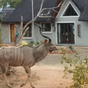 a antelope walking in front of a house at Twenty Four Mabalingwe Nature Reserve in Mabula