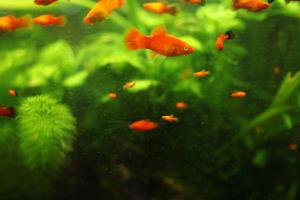 Altri animali domestici presso l'hotel o nei dintorni
