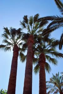 due palme con il cielo sullo sfondo di Apartamentos Les Palmeres a Platja  d'Aro