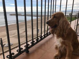 a dog sitting on a balcony looking at the beach at Sea You Apartamentos Valencia Port Saplaya in Port Saplaya
