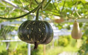 a green passion fruit hanging from a tree at Vanilla Twilight in Wujie