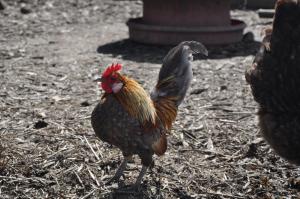 a rooster standing on the ground in the dirt at Slane Farm Hostel, Cottages and Camping in Slane