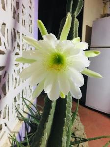 Foto dalla galleria di Magical Garden a Savaneta