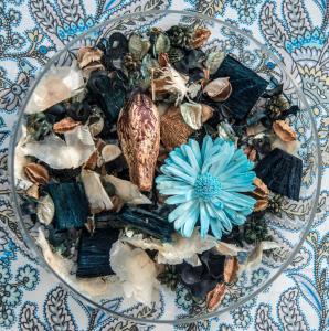 a plate with shells and a blue flower on a table at Hotel Acquamarina in Portoferraio