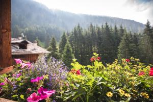 un campo di fiori di fronte a una montagna di Chalet Alpenrose Bio Wellness Naturhotel a Cogolo