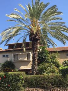 a palm tree in front of a house at Cosy room near IDC & Center- Herzliya Homestay in Herzliya
