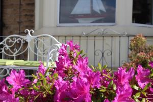 a bunch of pink flowers next to a bench at The Ashley in Morecambe