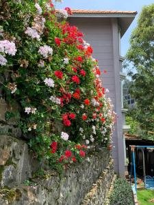 JC酒店外面的花园