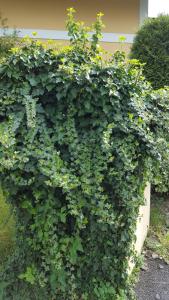 Billede fra billedgalleriet på Villa Stephanie Ehrenhausen App.Maximilian i Ehrenhausen