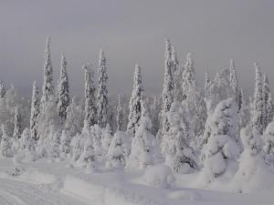 a snow covered forest with trees covered in snow at Ollilan Lomamajat in Kuusamo