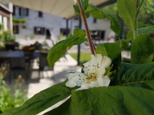 Zahrada ubytování L'Isolo b&b e case vacanza