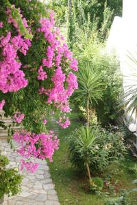 a row of pink flowers in a garden at Afroditi in Panormos Skopelos