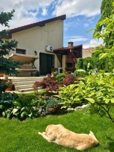 a dog laying in the grass in front of a house at Cristi's Rooms - Pensiune in Oradea