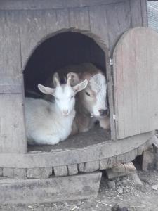 two goats laying down in a wooden structure at Agriturismo Barcola in Grandola ed Uniti