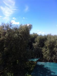 a view of trees and a swimming pool at Casa Iolanda in Sorrento