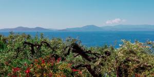 a view of the ocean from behind a tree at Lefteris Studios in Lefokastro