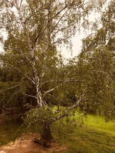 Fotografie z fotogalerie ubytování Vikend kuća Betula v destinaci Vrdnik