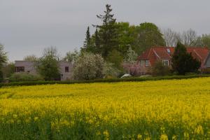 a field of yellow flowers in front of houses at Künstlerhaus in Rieseby