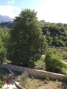 a tree on the side of a hill with a wall at Hotel Afrodite in Dhërmi