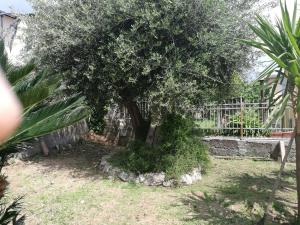 A garden outside b&b bellavista